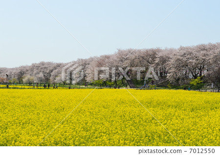 Cherry blossom trees and rape blossoms at Hideno 7012550