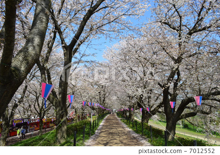 Cherry blossom trees 3 in Hidenori Cherry blossom trees 3 in Hidenori 7012552