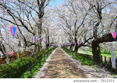 Cherry blossom trees in Gokodo 4 Cherry blossom trees in Gokodo 4 7012553