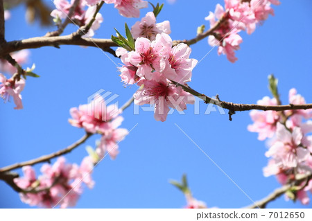 桃花 桃花 7012650