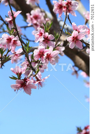 桃花 桃花 7012651