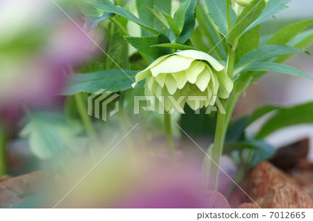 Christmas rose 7012665