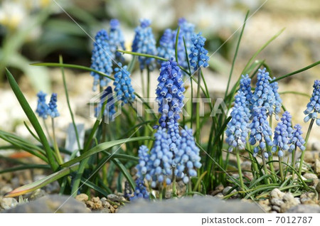 Muscari flowers 7012787