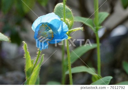 喜馬拉雅山的罌粟 7012792