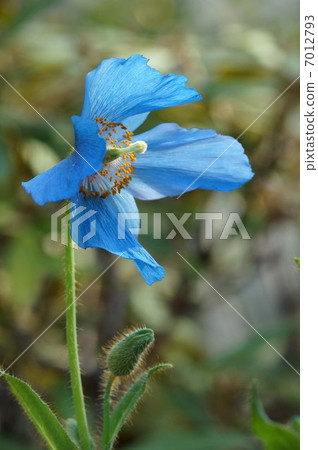 喜馬拉雅山的罌粟 喜馬拉雅山的罌粟 7012793