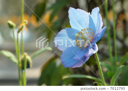 喜馬拉雅山的罌粟 7012795