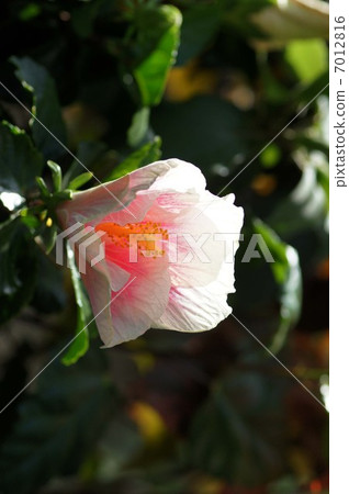 Hibiscus Hibiscus 7012816