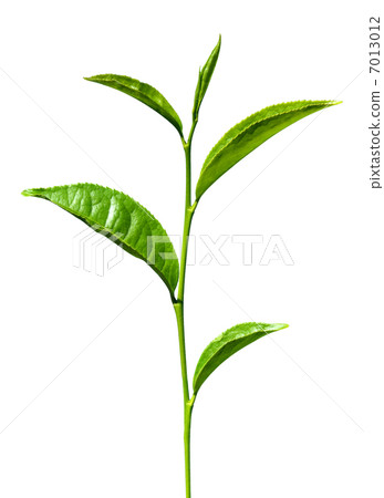 tea green leaves isolated 7013012