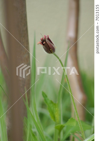 Flowers and petals of the spring field (6 pieces of calyx) are in the upward direction of the okinawa and vertical position 7013155