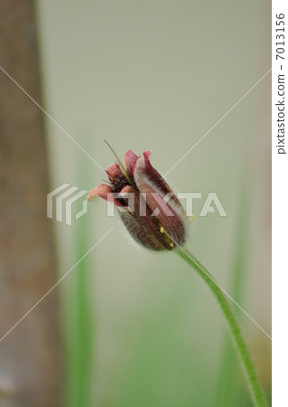 Flowers and petals of the spring field (six calyx pieces) are upward Okinaga · Vertical position up 7013156