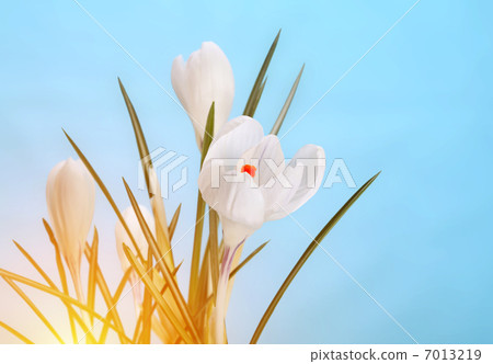 spring crocus flower spring crocus flower 7013219