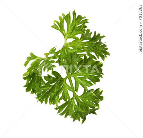 parsley isolated on white background 7013263
