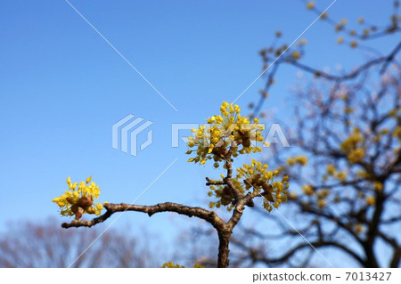 Flower of spring Spring flower of golden flowers before leaves Flower of mountain · · Blue sky back sideway position 7013427