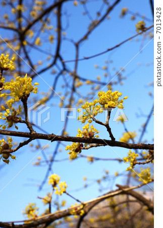 Flower of spring · Flower of golden color preceding leaves Flower of mountain · · Blue sky back vertical position Flower of spring · Flower of golden color preceding leaves Flower of mountain · · Blue sky back vertical position 7013428