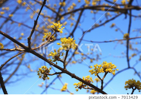 Flower of spring Spring flower of golden flowers before leaves Flower of mountain · · Blue sky back sideway position Flower of spring Spring flower of golden flowers before leaves Flower of mountain · · Blue sky back sideway position 7013429