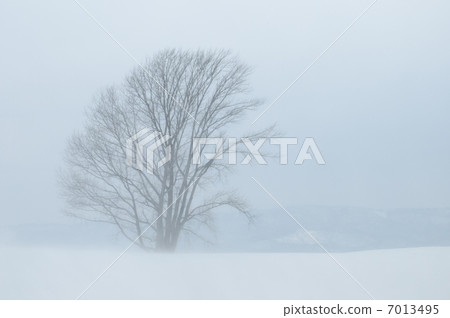 一棵大樹在暴風雪天 7013495