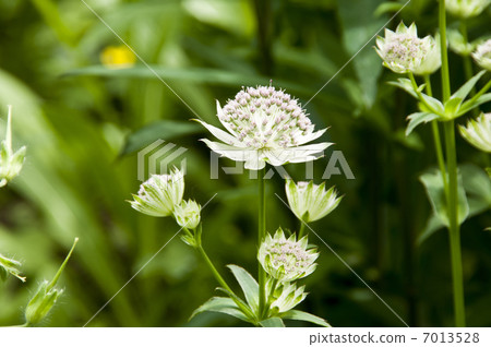 阿斯特拉前沿 7013528