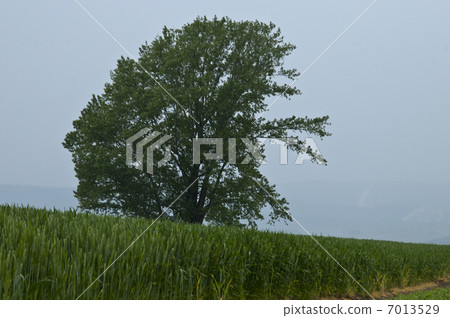 站立在麥田的一棵大樹 7013529