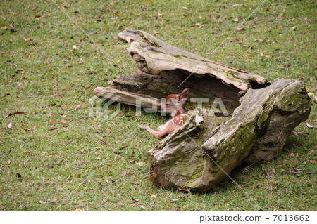 Fawn 06 Fawn 06 7013662