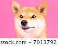 Shiba Inu 7013792