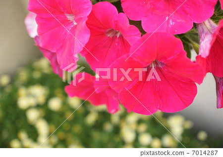 Petunia 7014287