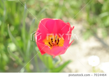 Tulip Tulip 7014464