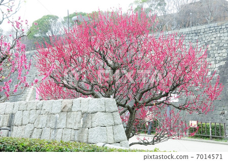 Plums of Osaka Castle 7014571