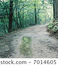 多雨的森林 7014605