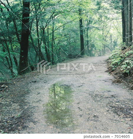 多雨的森林 多雨的森林 7014605