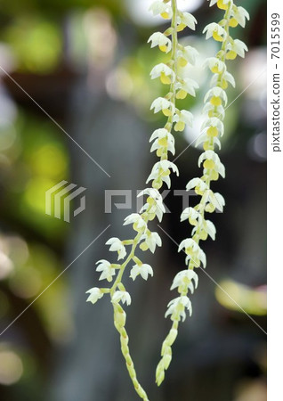 Denzjirokirum Kobyanumu Denzjirokirum Kobyanumu 7015599