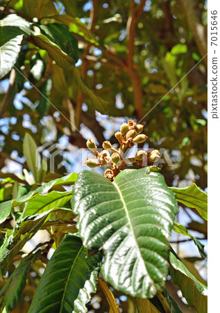 Tree · Bivalvaceae Tree · Bivalvaceae 7015646