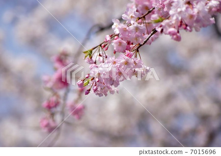 櫻花 7015696