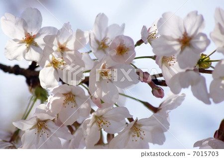 櫻花 7015703