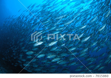 Flock of gingamames 7015860