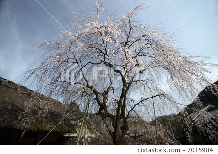 耐克櫻花皇家pome樹櫻花 7015904