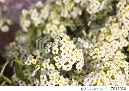 Alyssum 7015920