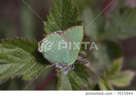 Green Hairstreak butterfly (Callophrys rubi) - the Netherlands 7015944