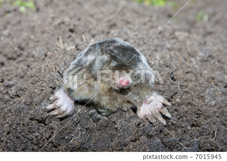 Mole in a molehill (the Netherlands) 7015945