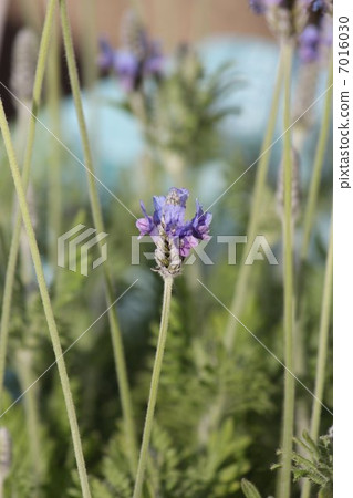 lavender 7016030