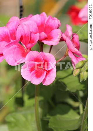 Geranium Americana 7016031