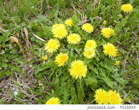 Dandelion Dandelion 7016045