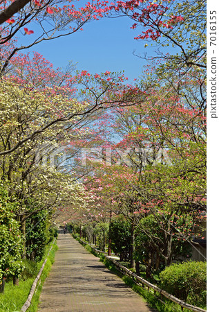 埼玉步行/街頭山茱萸 7016155