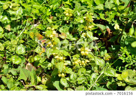 植物·起重機Odoracophora家庭 7016156