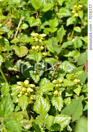 植物·起重機Odoracophora家庭 7016157