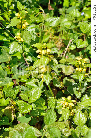 植物·起重機Odoracophora家庭 7016158