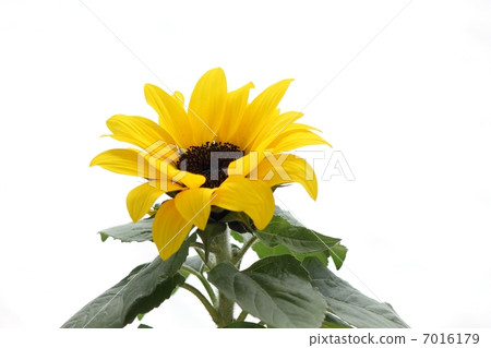 迷你向日葵 7016179