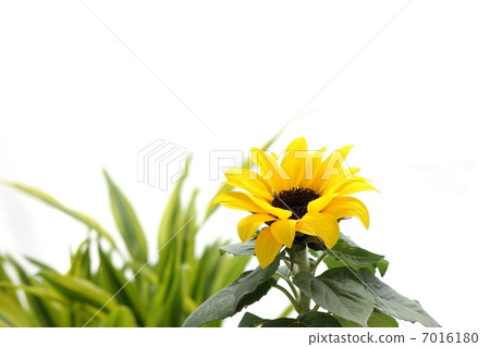Mini sunflower 7016180
