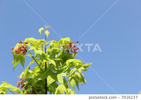 Momiji的年輕葉子和花 7016237