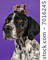 An English pointer with a hat on it 7016245