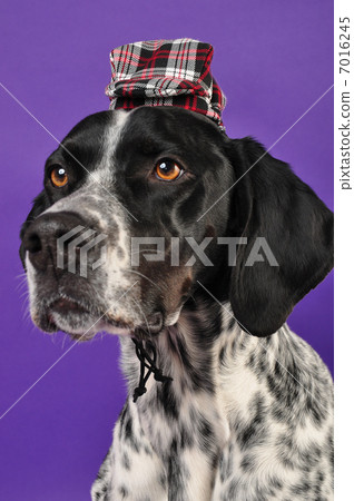 An English pointer with a hat on it An English pointer with a hat on it 7016245